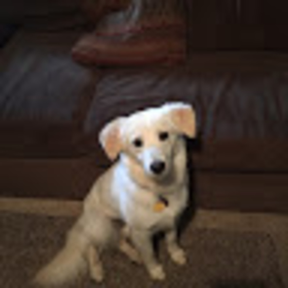 Meet your Posher, Diana